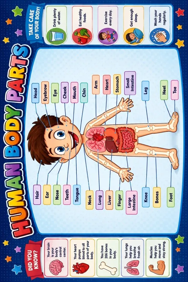 İnsan Anatomisi Temalı Çok Renkli Çocuk Odası Halısı Lacivert çerçeveli çocuk odası halısında insan figürü, organ çizimleri, iskelet ve ingilizce etiketler yer alır