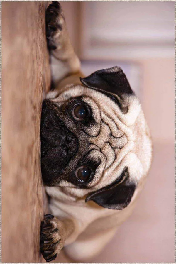 Bej Rengi Koltuğa Uygun Halı Bej Köpek Pug Desenli Kaymaz Tabanlı Dekoratif Halı RV327
