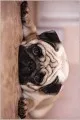 Bej Rengi Koltuğa Uygun Halı Bej Köpek Pug Desenli Kaymaz Tabanlı Dekoratif Halı RV327